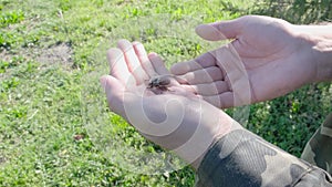 A man holds a beetle Melolontha in his hands