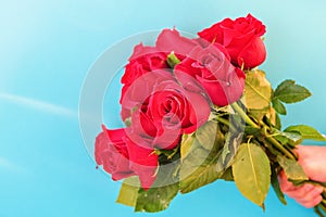 Man holds a bouquet of beautiful red roses on a blue background, close-up. International women`s day, birthday, mother`s day,