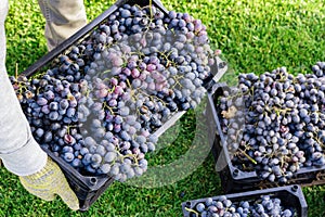 Man holds box of Ripe bunches of black grapes outdoors. Autumn grapes harvest in vineyard ready to delivery for wine making.