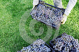 Man holds box of Ripe bunches of black grapes outdoors. Autumn grapes harvest in vineyard ready to delivery for wine making.