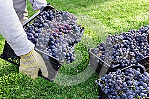Man holds box of Ripe bunches of black grapes outdoors. Autumn grapes harvest in vineyard ready to delivery for wine making.