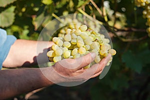 A man holds a bunch of ripe yellow grapes in the background of a vineyard close-up. Harvesting grapes
