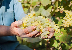 A man holds a bunch of ripe yellow grapes in the background of a vineyard close-up. Harvesting grapes