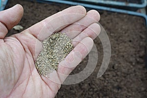 man holds carrot seeds to sow in the vegetable garden. sowing seeds