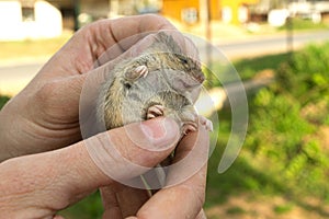 Man holds a caught field mouse in his hands. little scared rodent in the hands