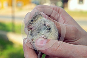 Man holds a caught field mouse in his hands. little scared rodent in the hands