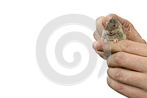 Man holds a caught field mouse in his hands. little scared rodent in the hands