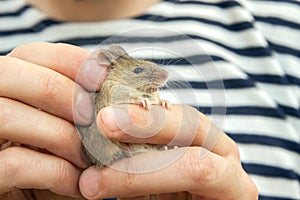 Man holds a caught field mouse in his hands. little scared rodent in the hands