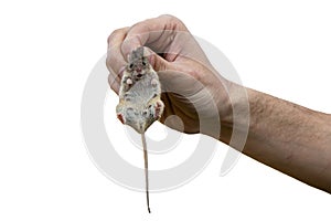 Man holds a caught field mouse in his hands. little scared rodent in the hands