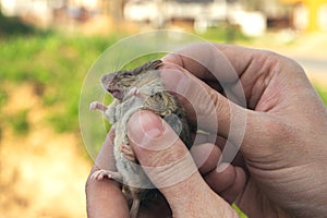 Man holds a caught field mouse in his hands. little scared rodent in the hands