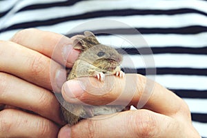 Man holds a caught field mouse in his hands. little scared rodent in the hands