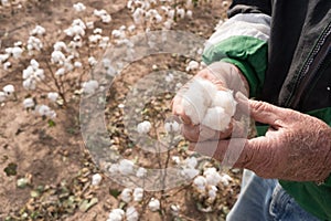 Man Holds Cotton Boll Farm Field Texas Agriculture Cash Crop