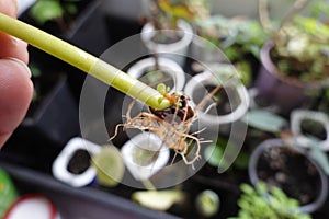 man holds cuttings of pilea peperomioides or chinese money plant. cuttings with leaf buds and roots