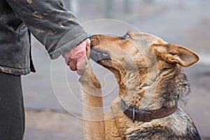 A man holds a dog`s paw in his hand, a dog trusts a person, a pe