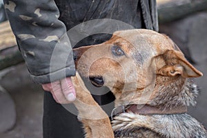 A man holds a dog`s paw in his hand, a dog trusts a person, a pe