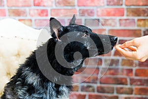 Man holds the dog& x27;s paw with love feeding mudi dog. On a brick background