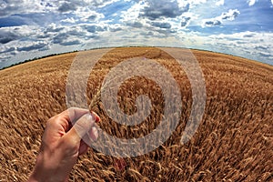 Man holds ears of corn in his hand. A field wheat in the background