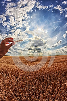 Man holds ears of corn in his hand. A field wheat in the background