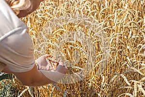 A man holds ears of wheat in his hands in an agricultural field. Agronomy and grain growing