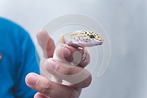 A man holds a friendly juvenile leopard gecko in his hand. A reptile lover, pet owner or herpetologist