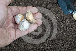 man holds garlic seeds for growing and sowing in vegetable garden