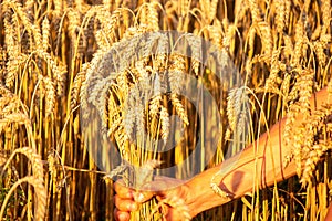 A man holds golden ears of wheat against the background of a ripening field. Farmer's hands close-up