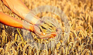 A man holds golden ears of wheat against the background of a ripening field. Farmer's hands close-up