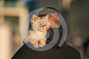 Man holds groomed purebred cat on shoulder outside on the sunset. Pet with owner