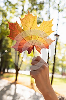 A man holds in his hand an autumn maple leaf illuminated by sunlight from behind against the background of a park