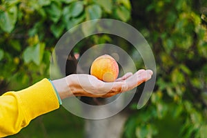 Man holds in his hand ripe peach on the background of trees in the park and green grass. sunny day, summer. fruit closeup