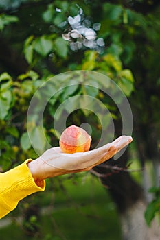 Man holds in his hand ripe peach on the background of trees in the park and green grass. sunny day, summer. fruit closeup