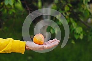 Man holds in his hand ripe peach on the background of trees in the park and green grass. sunny day, summer. fruit closeup