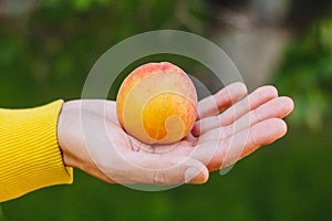 Man holds in his hand ripe peach on the background of trees in the park and green grass. sunny day, summer. fruit closeup