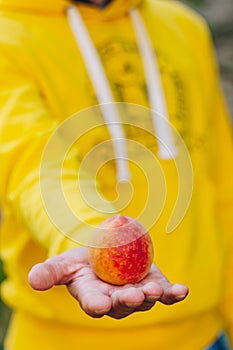 Man holds in his hand ripe peach on the background of trees in the park and green grass. sunny day, summer. fruit closeup