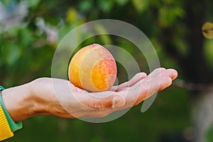 Man holds in his hand ripe peach on the background of trees in the park and green grass. sunny day, summer. fruit closeup