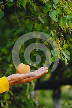 Man holds in his hand ripe peach on the background of trees in the park and green grass. sunny day, summer. fruit closeup