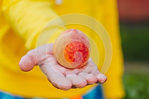 Man holds in his hand ripe peach on the background of trees in the park and green grass. sunny day, summer. fruit closeup