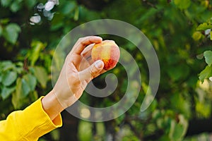 Man holds in his hand ripe peach on the background of trees in the park and green grass. sunny day, summer. fruit closeup