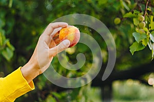 Man holds in his hand ripe peach on the background of trees in the park and green grass. sunny day, summer. fruit closeup