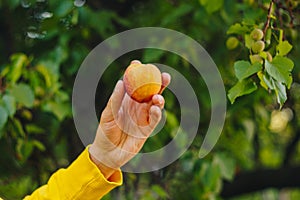 Man holds in his hand ripe peach on the background of trees in the park and green grass. sunny day, summer. fruit closeup