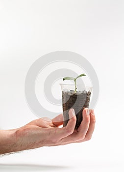 A man holds in his hand a sprout that grows in a plastic cup on a white background