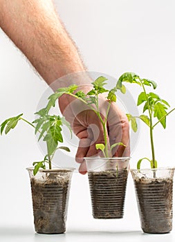 A man holds in his hand a sprout that grows in a plastic cup on a white background