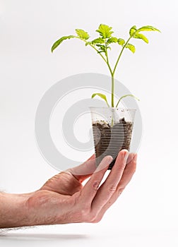 A man holds in his hand a sprout that grows in a plastic cup on a white background