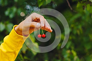 Man holds in his hand two cherries for a twig on the background of trees in the park and green grass. sunny day, summer. fruit