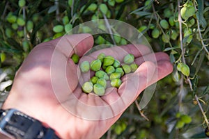 A man holds in his hand unripe olives over an olive tree.