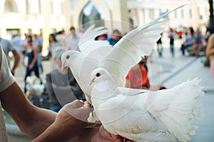 A man holds in his hands two white pedigreed pigeons