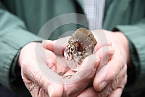 Man holds juvenile bird