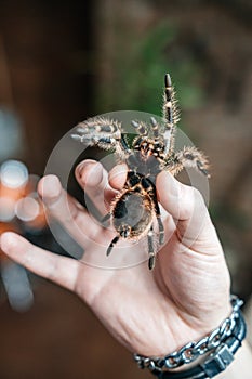 A man holds a large tarantula spider in his hand. Close-up shows the fangs of a spider with poison