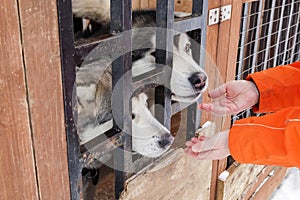 Man holds out his hands to the Husky, to stroke