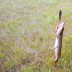 Man holds a pike caught on bait